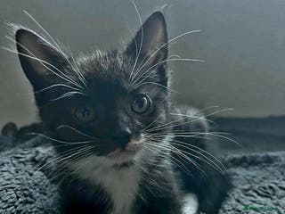 Mixed Breed cats Maine coon/ Norwegian forest kitten - Advert 5