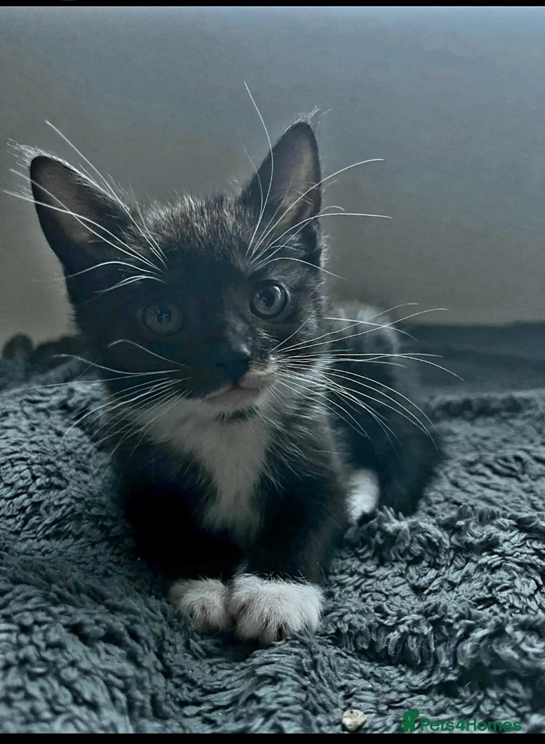 Mixed Breed cats for sale: Maine coon/ Norwegian forest kitten - Advert 1