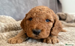 Cockapoo dogs for sale: 2 Red/Brown cockapoo puppies  - Image 4