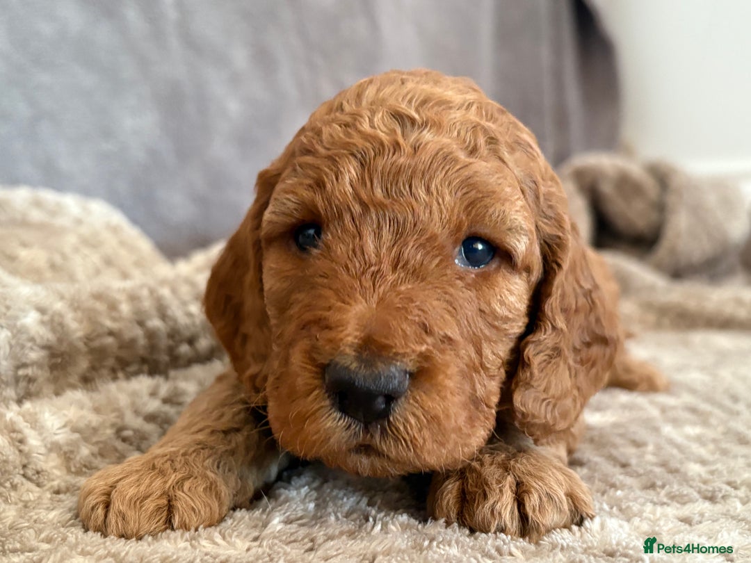 Cockapoo dogs for sale: 2 Red/Brown cockapoo puppies  - Image 4