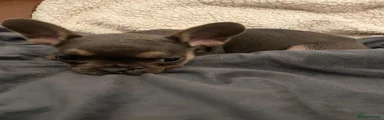 French Bulldog 1