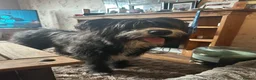 Mixed Breed dogs for sale: Lucifer  - Advert 8