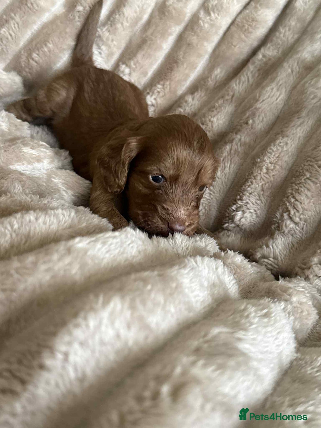 Cockapoo dogs for sale: Cockapoo F1B STUNNING COLOURS 4 available - Advert 10