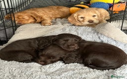 Cocker Spaniel dogs for sale: Beautiful Cocker Spaniel Pups - Image 23