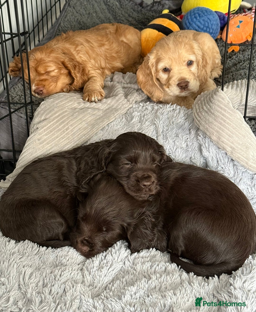 Cocker Spaniel dogs for sale: Beautiful Cocker Spaniel Pups - Image 23