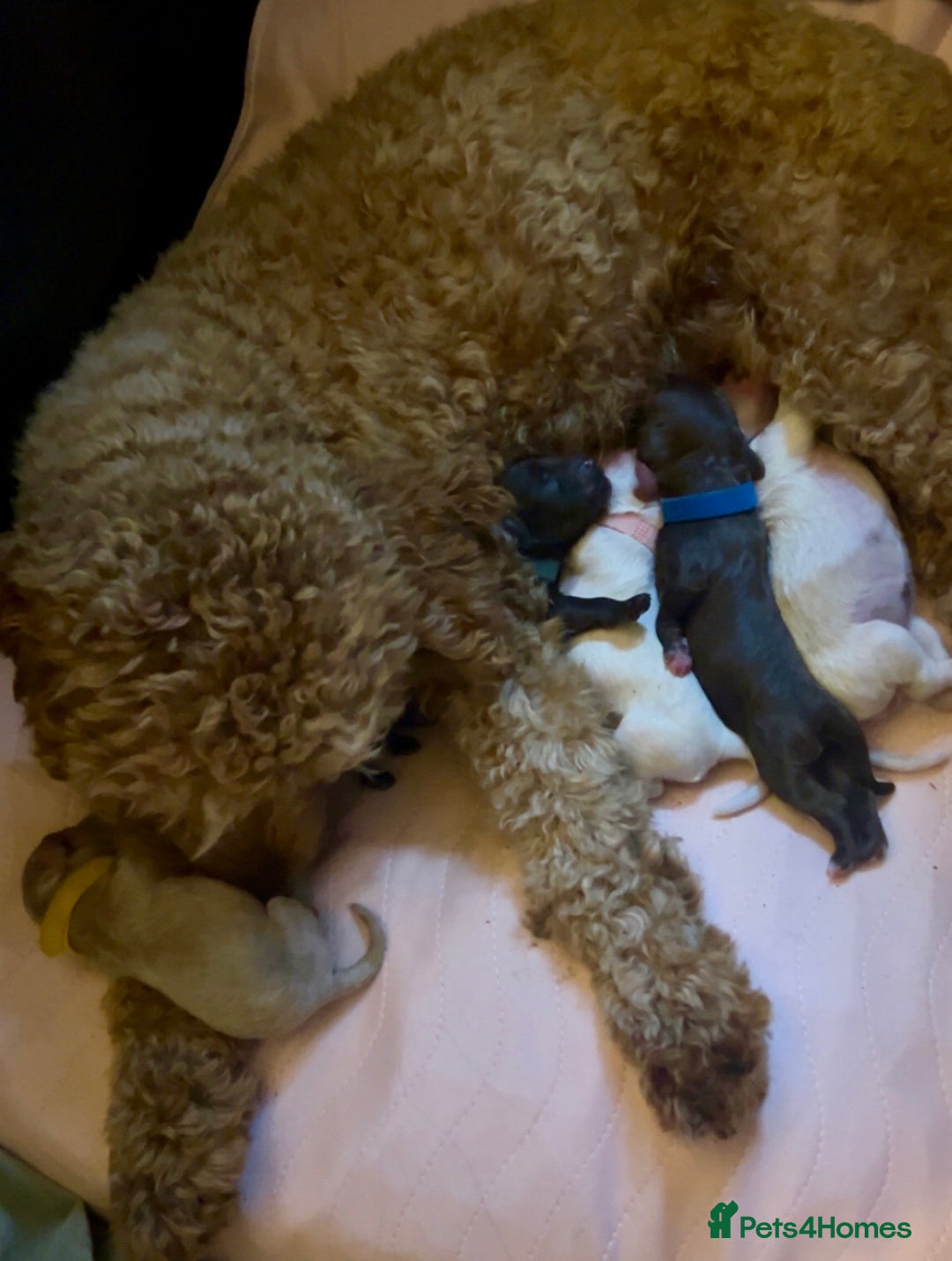Cavapoo dogs for sale: ✨🌈 Rare Chocolate & Multicoloured Curly Cavapoos - Image 10