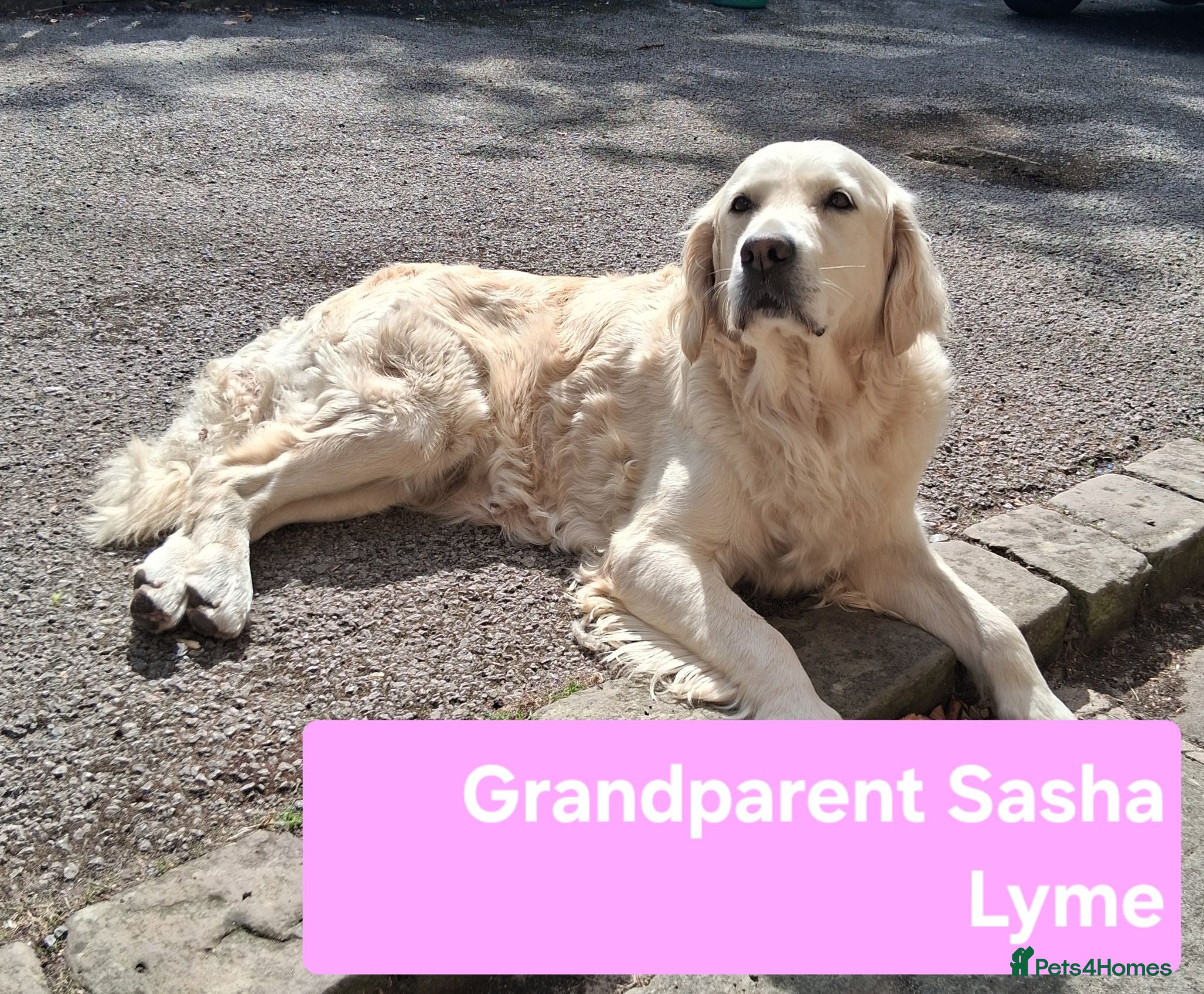 Golden Retriever dogs Female Golden Retrievers - Ready Sept 6th - Advert 8