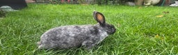 Rex rabbits for sale: 3 Mini rex 13 weeks old - Advert 7