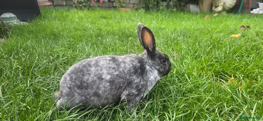 Rex rabbits for sale: 3 Mini rex 13 weeks old - Advert 7