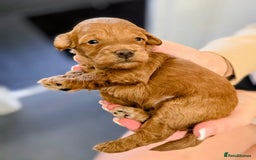 Cockapoo dogs for sale: GENUINE F1B COCKAPOO PUPPIES  - Image 32