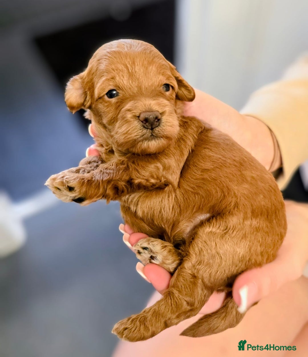 Cockapoo dogs for sale: GENUINE F1B COCKAPOO PUPPIES  - Image 32