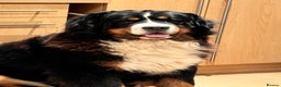 Bernese Mountain Dog dogs for sale: Stunning Pedigree Bernese Mountain Puppies - Advert 12