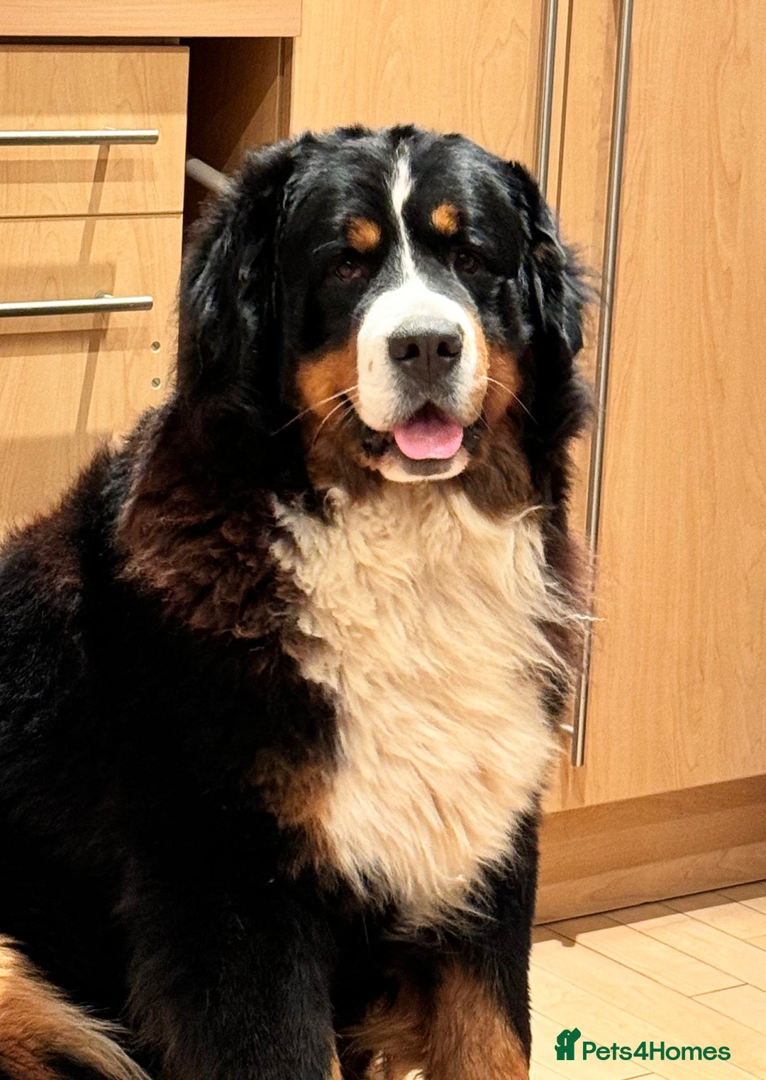 Bernese Mountain Dog dogs for sale: Stunning Pedigree Bernese Mountain Puppies - Advert 12