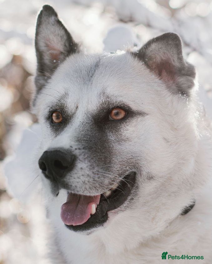 Shepsky dogs 🏡 ADOPT BINGO HUSKY X ✨ MAKE A  **  MIRACLE - Advert 3