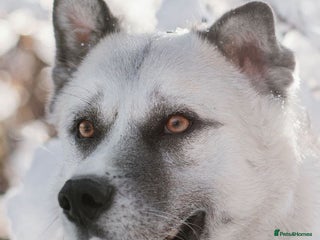 Shepsky dogs 🏡 ADOPT BINGO HUSKY X ✨ MAKE A ** MIRACLE - Advert 1