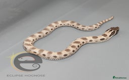 Snake reptiles for sale: Hognose snakes  - Image 6
