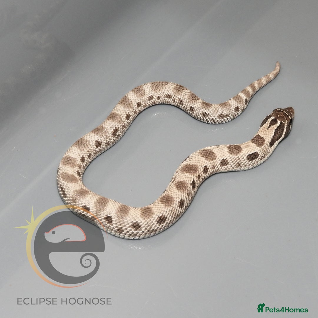 Snake reptiles for sale: Hognose snakes  - Image 6