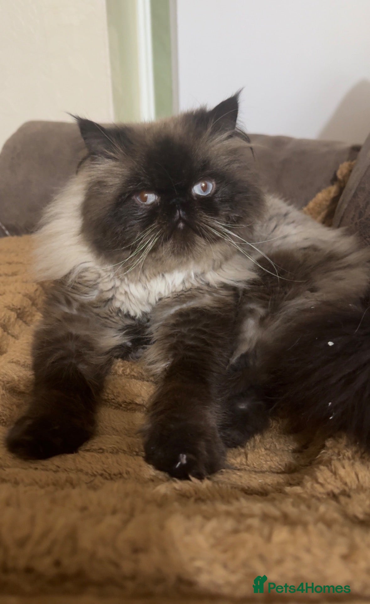 Himalayan cats Persian Himalayan boy  - Advert 3
