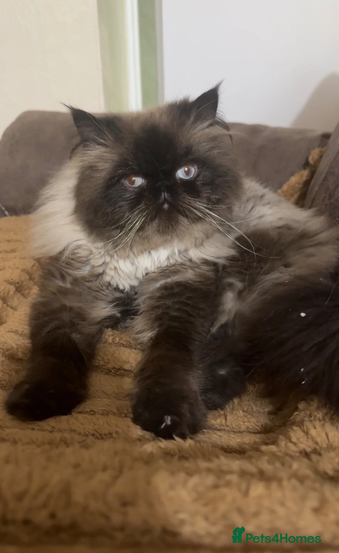 Himalayan cats for sale: Persian Himalayan boy  - Advert 1
