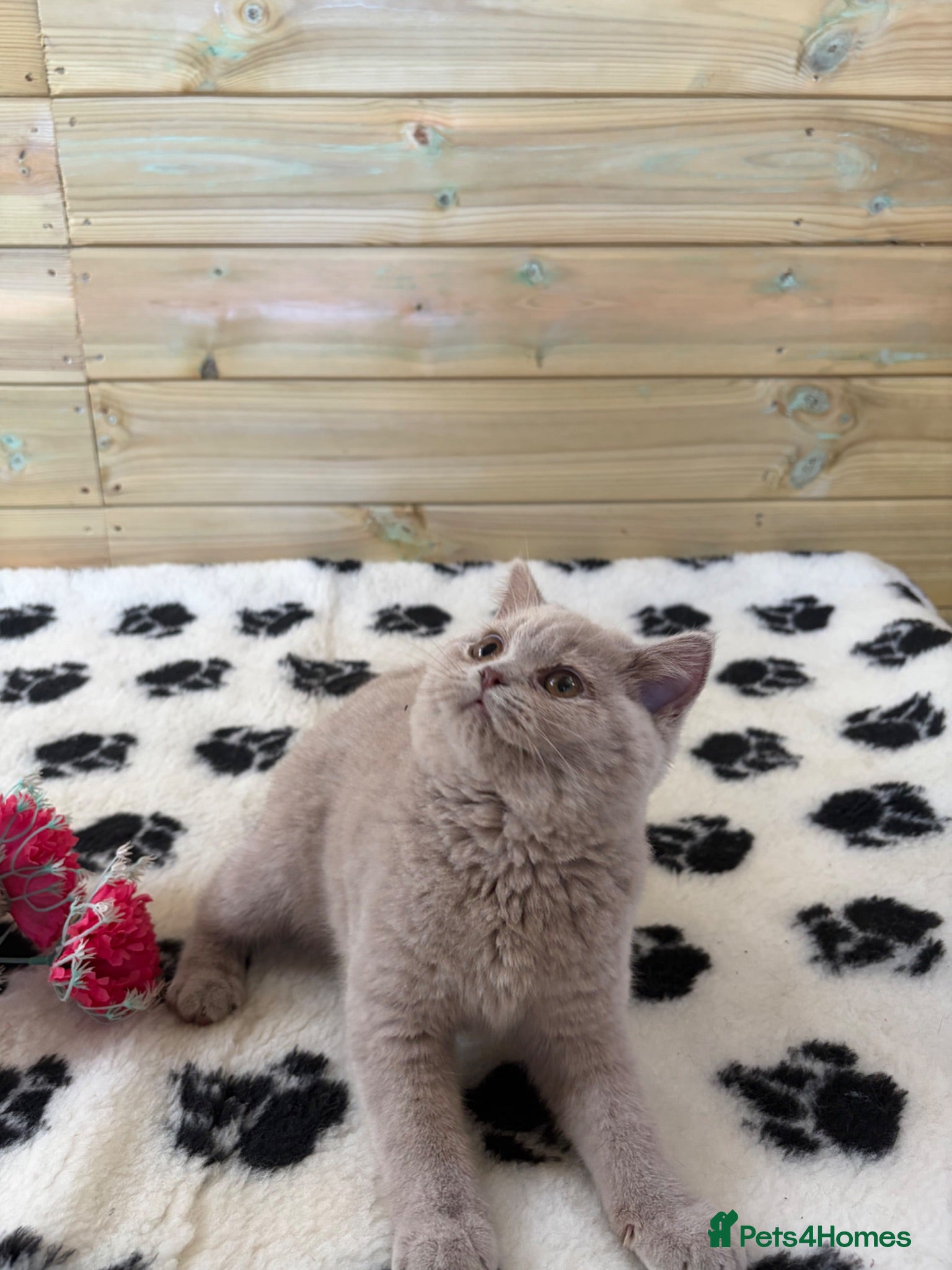 British Shorthair cats Beautiful pedigree British Shorthair kittens - Advert 3