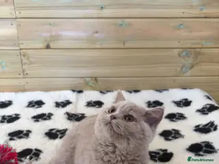 British Shorthair cats Beautiful pedigree British Shorthair kittens - Advert 3