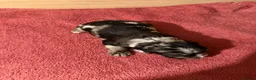 Cocker Spaniel dogs for sale: Beautiful Male Cocker Spaniel Puppies - Advert 17
