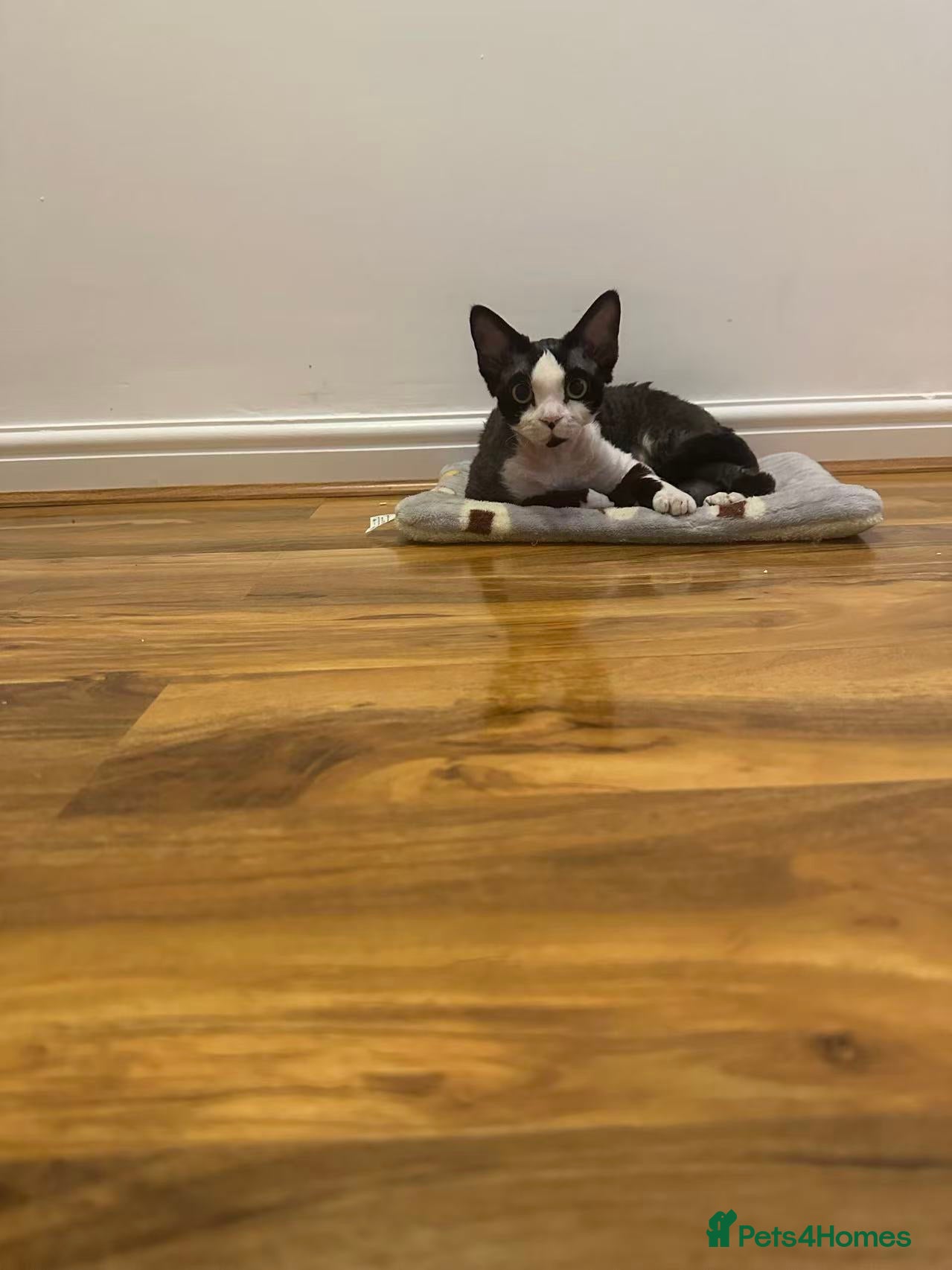 Devon Rex cats 標題可以是：  Adorable Kittens Looking for Loving Homes - Advert 2