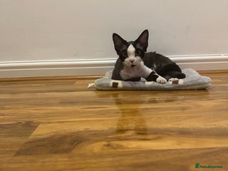 Devon Rex cats 標題可以是: Adorable Kittens Looking for Loving Homes - Advert 10