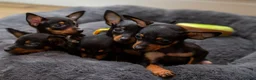 Miniature Pinscher dogs for sale: Miniature pinchers in Chatham - Advert 3