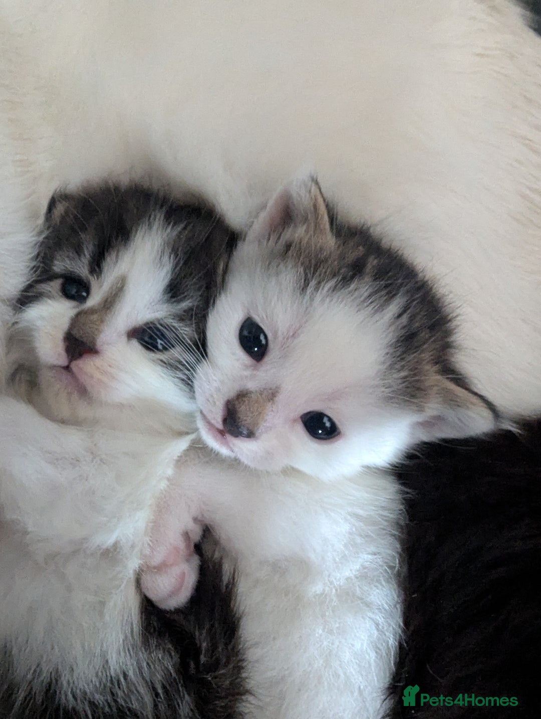 Maine Coon cats for sale: Maine coone cross  - Image 10