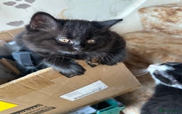 British Shorthair cats for sale: Stunning British short x Bengal  - Image 12