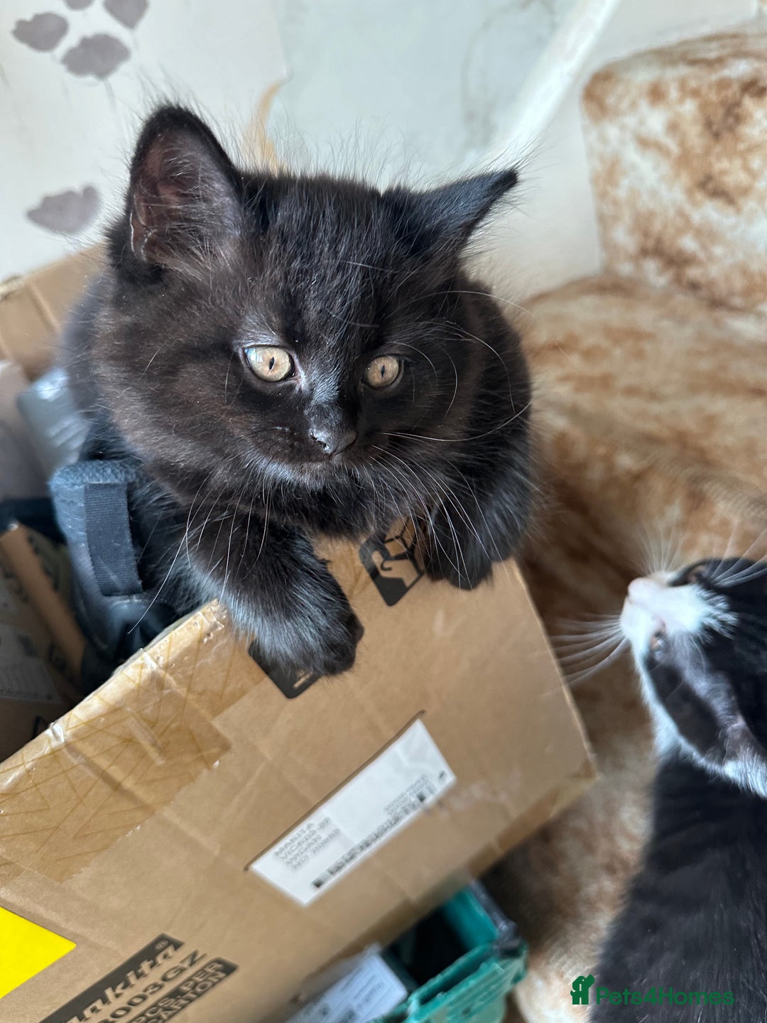 British Shorthair cats for sale: Stunning British short x Bengal  - Image 12