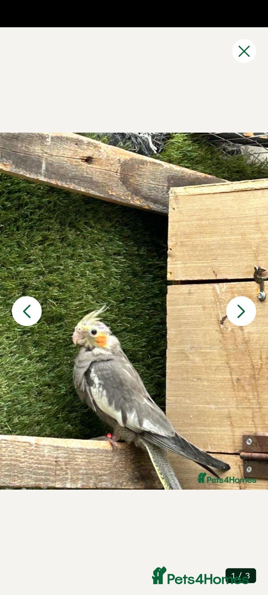 Cockatiels birds Cockatiel  - Advert 1