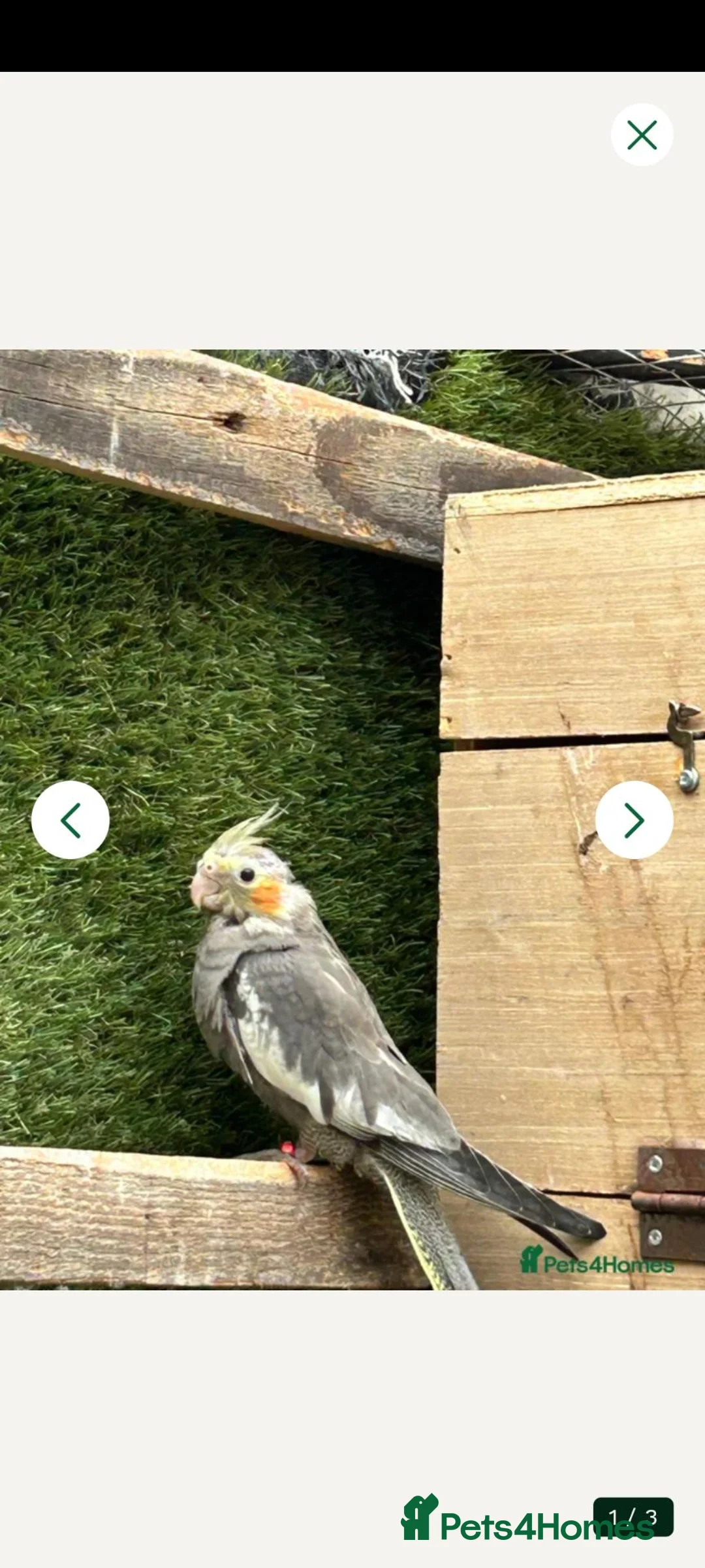 Cockatiels birds for sale: Cockatiel  in Wakefield - Advert 1