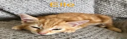 Mixed Breed cats for sale: Kittens for sale  in Hungerford - Advert 8