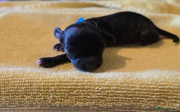 Shihpoo dogs for sale: ADORABLE F1B SHIHPOO PUPPIES! - Image 10