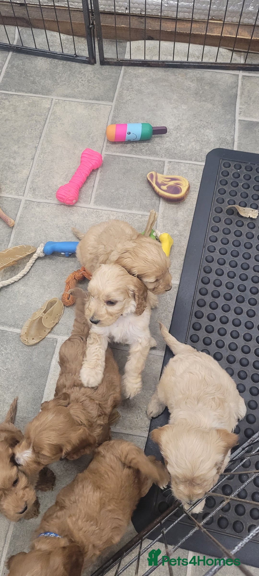 Cockapoo dogs for sale: Stunning F1 Show Type Cockapoos  in Mansfield - Image 14