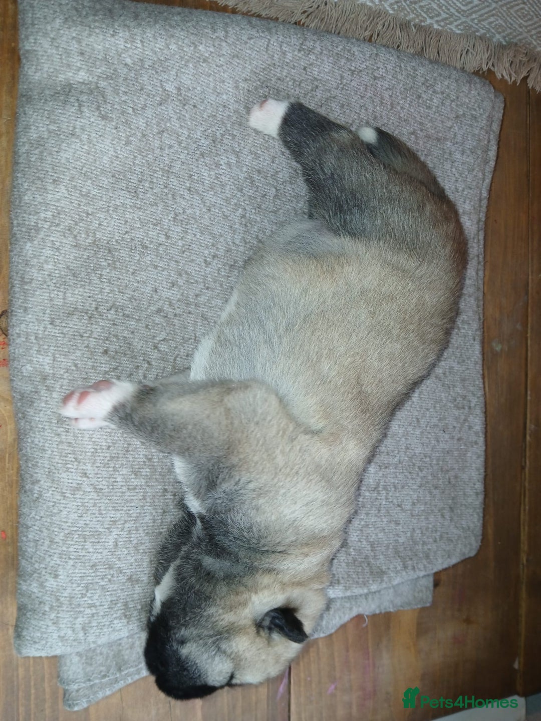 Akita dogs for sale: American Akita puppies on the way 21st of November - Advert 3