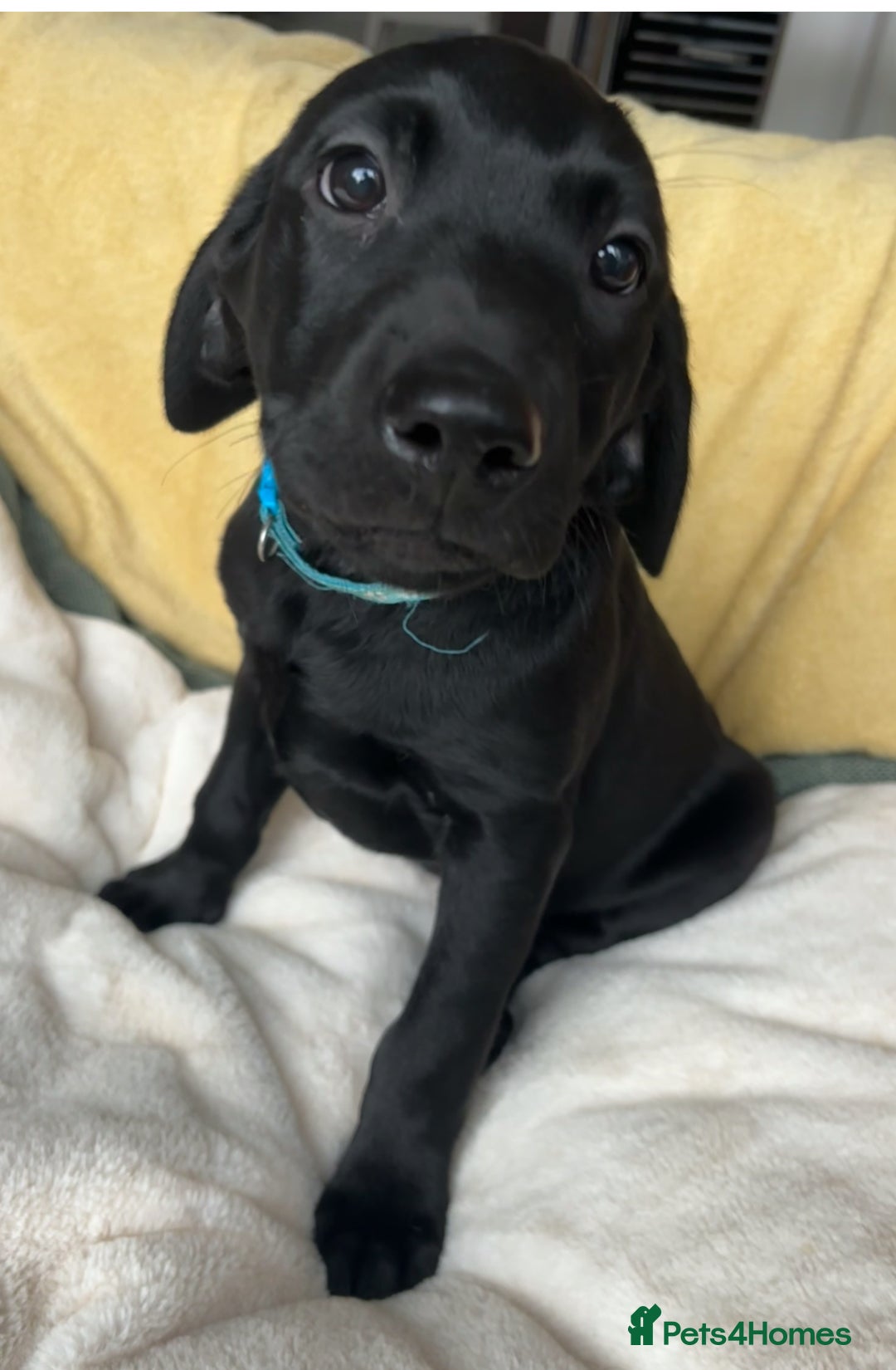 Labrador Retriever dogs for sale: KC Fully Health Tested Outstanding Working Line - Advert 27