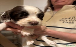 English Springer Spaniel dogs for sale: 7 springer spaniel puppies. Both parents working - Advert 5