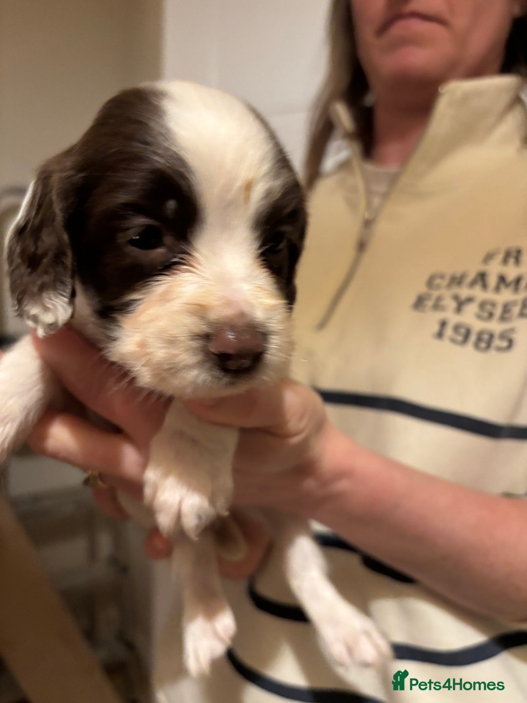 English Springer Spaniel dogs for sale: 7 springer spaniel puppies. Both parents working - Advert 5
