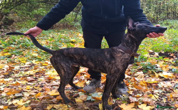 Mixed Breed dogs - Advert 1