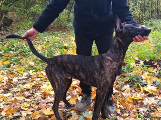 Mixed Breed dogs - Advert 14