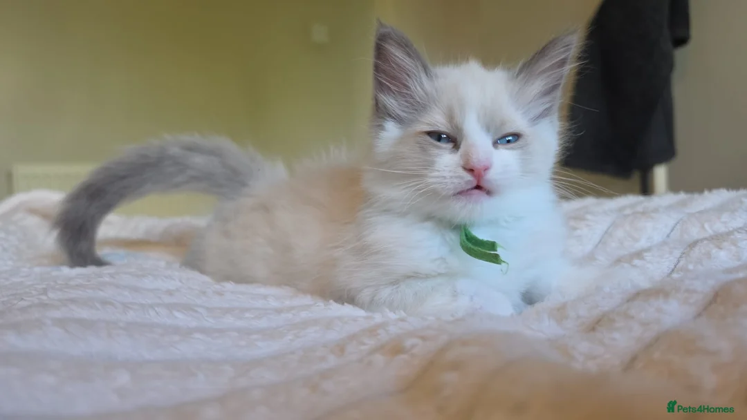 Ragdoll cats for sale: Gorgeous Blue-Eyed Ragdoll Kitten 😸  - Advert 1