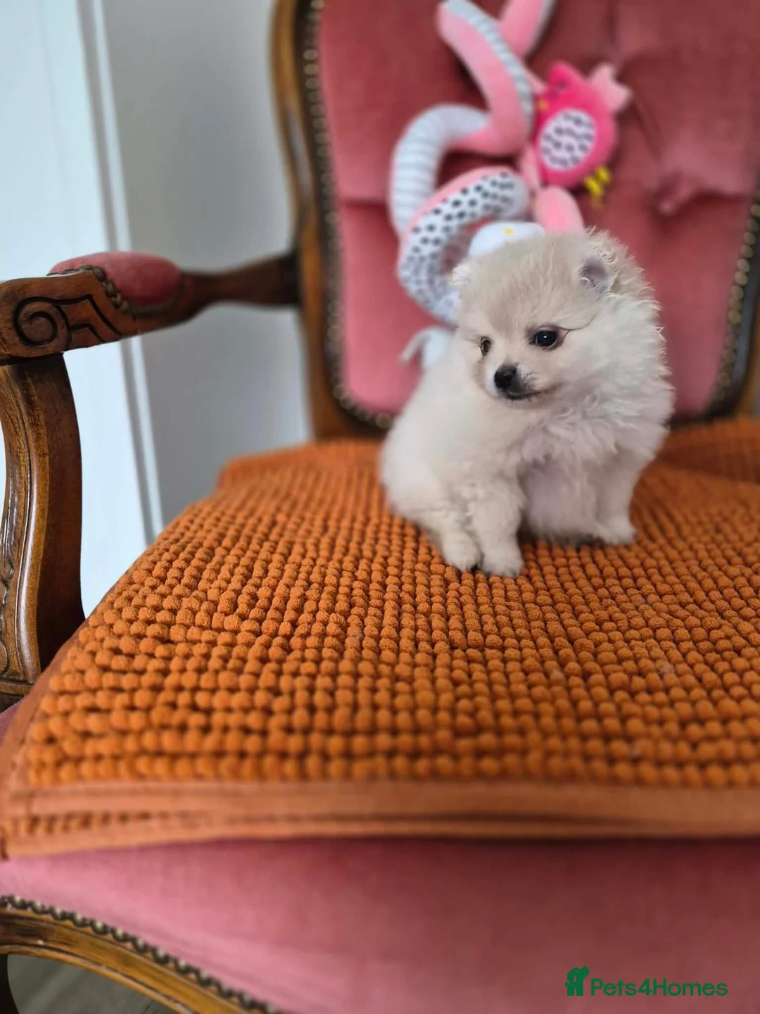 Pomeranian dogs for sale: Pomeranian Puppies - Advert 15