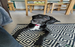 Springador dogs for sale: 5 MONTH OLD BOY REHOME BLACK SPRINGADOR - Advert 2