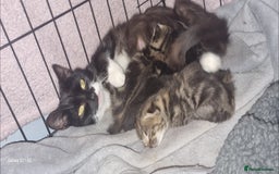 British Shorthair cats for sale: Male tabby kitten - Image 6