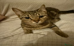 Mixed Breed cats for sale: Beautiful kittens  - Image 9