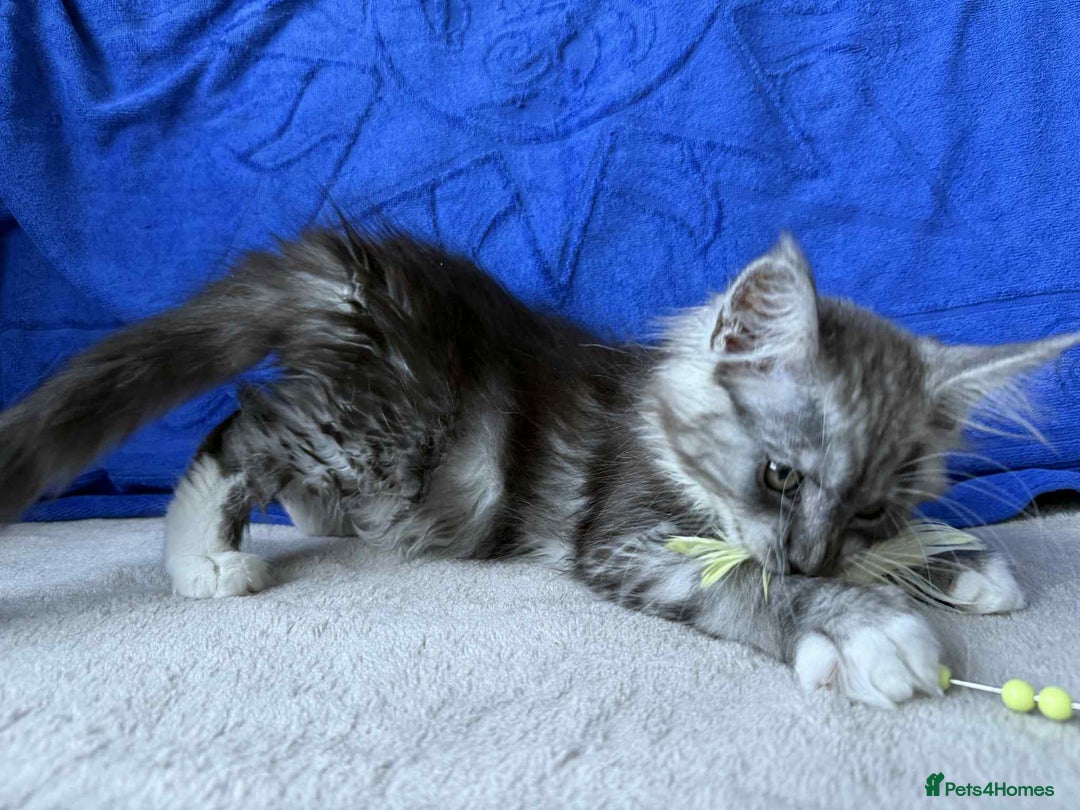Maine Coon cats for sale: Maine coon girl - Advert 10