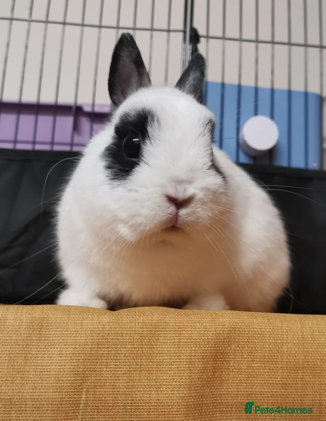 Netherland Dwarf rabbits for sale: Small Netherland Dwarf Buck - Advert 2